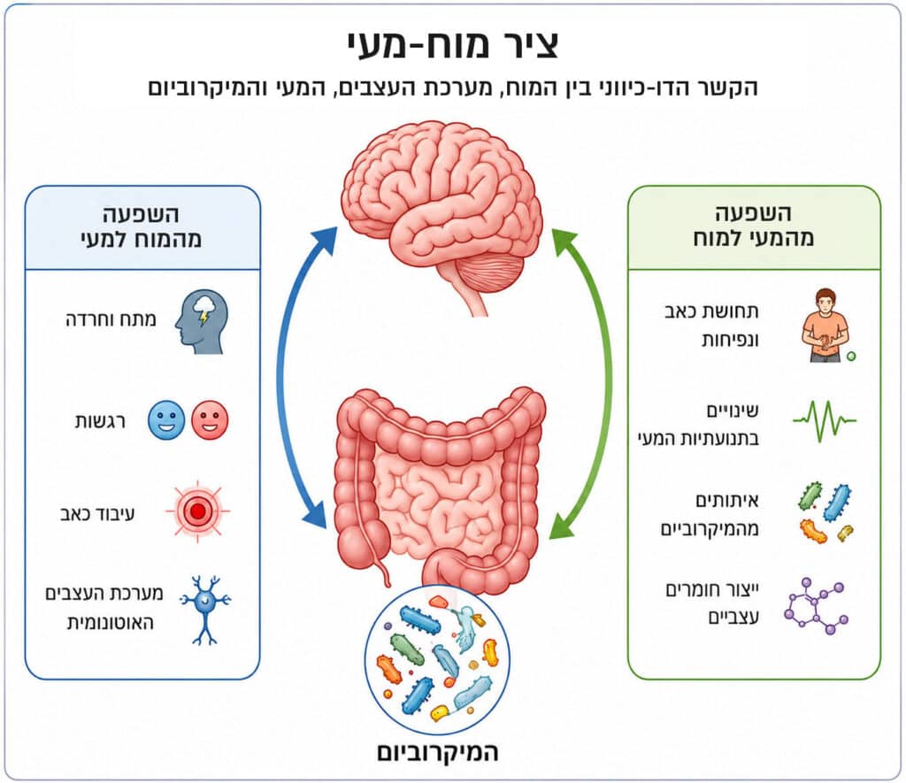 ציר מוח מעי - המחשת השפעות הדדיות בתסמונת מעי רגיז